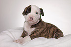 American Bulldog puppy