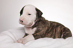 American Bulldog puppy