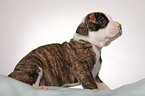 American Bulldog puppy