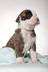 American Bulldog puppy