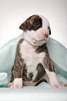 American Bulldog puppy