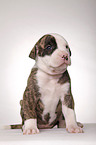 American Bulldog puppy