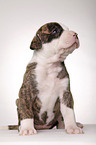 American Bulldog puppy