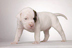 American Bulldog puppy