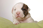 American Bulldog puppy