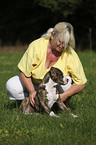 American Bulldog