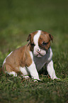 American Bulldog Puppy