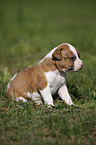 American Bulldog Puppy