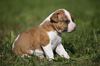 American Bulldog Puppy