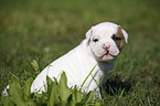 American Bulldog Puppy