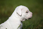 American Bulldog Puppy