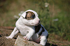 American Bulldog Puppy