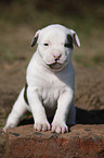 American Bulldog Puppy