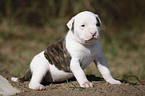 American Bulldog Puppy