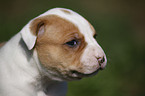 American Bulldog Puppy