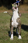 young American Bulldog