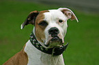 American Bulldog Portrait