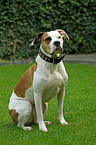 American Bulldog