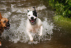 American Bulldog and German Boxer