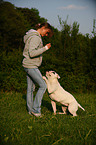 American Bulldog shows trick