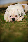 American Bulldog