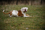 American Bulldog