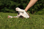 American Bulldog Puppy