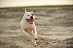 running American Bulldog