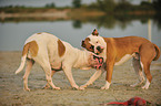 playing American Bulldogs