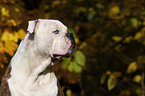 American Bulldog Portrait