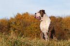 American Bulldog