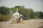 playing American Bulldog