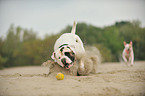 playing American Bulldog