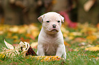 American Bulldog Puppy