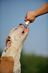 American Bulldog Portrait