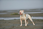 standing American Bulldog