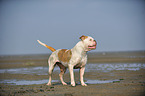 dirty American Bulldog