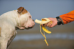 American Bulldog eats banana