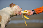 American Bulldog eats banana