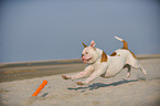 running American Bulldog