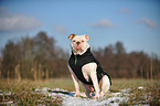 sitting American Bulldog