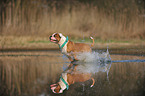 running American Bulldog