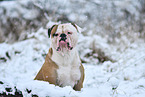 American Bulldog