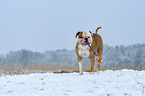playing American Bulldog