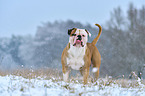 American Bulldog