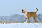 American Bulldog