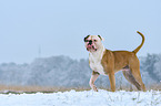 walking American Bulldog