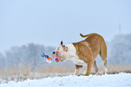 playing American Bulldog