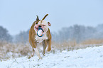playing American Bulldog