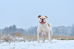 American Bulldog
